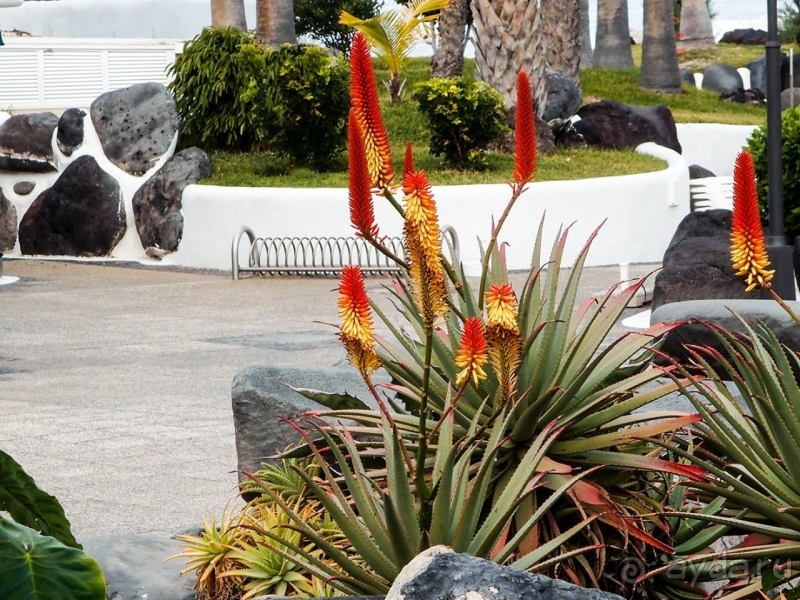 Поймать волну Пуэрто-де-ла-Крус 