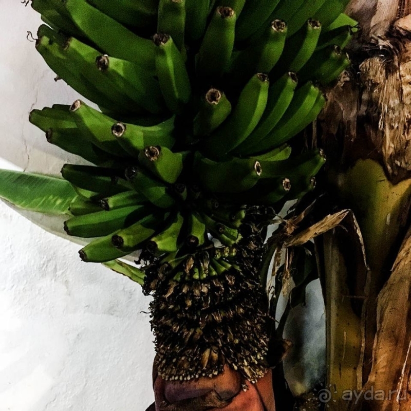 Поймать волну Пуэрто-де-ла-Крус 