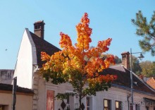 Солнечный Брашов. Зарисовки осеннего дня