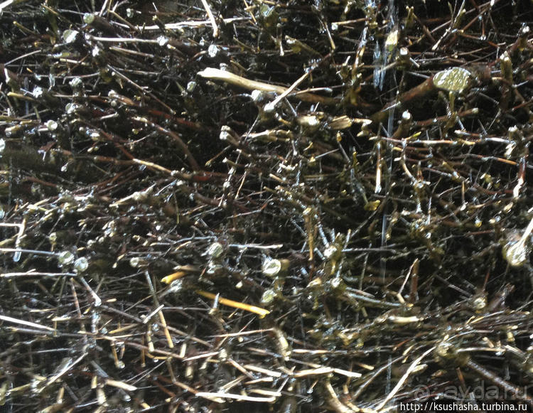 Развлечения и злоключения в окрестностях Тодмоса