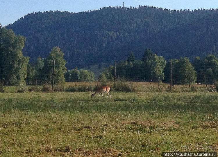 Альбом отзыва "Развлечения и злоключения в окрестностях Тодмоса"