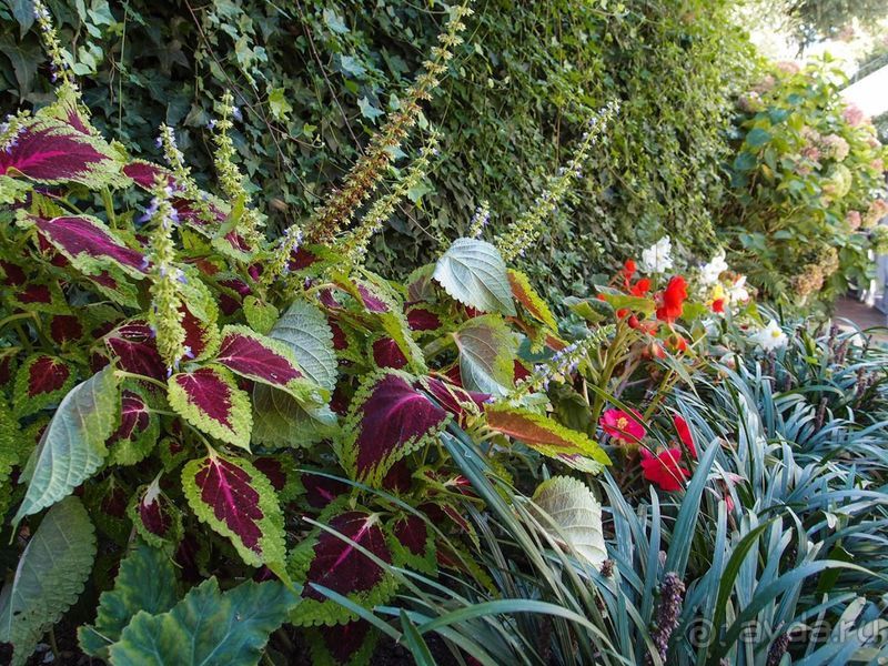 Внутри чужой мечты