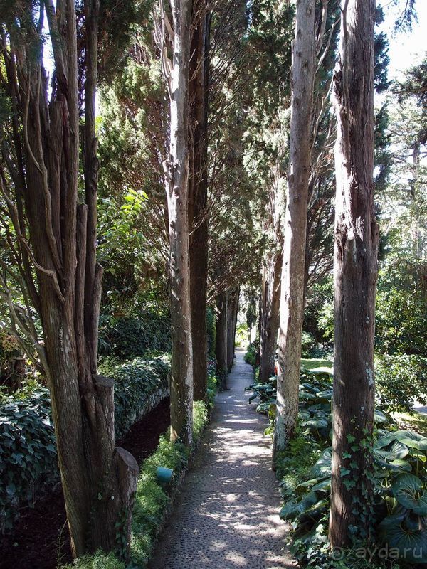 Внутри чужой мечты