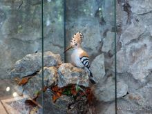 Внутри чужой мечты