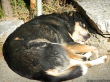 Альбом отзыва "Собачья жизнь в Афинах"