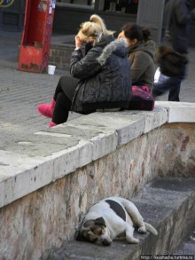 Альбом отзыва "Собачья жизнь в Афинах"