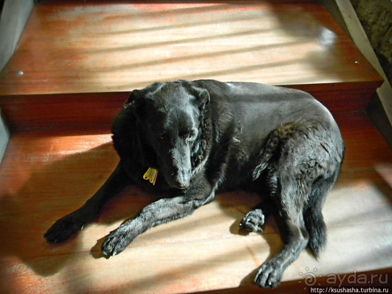 Альбом отзыва "Собачья жизнь в Афинах"