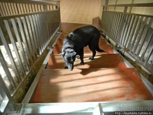 Альбом отзыва "Собачья жизнь в Афинах"