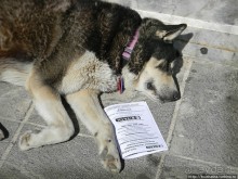 Альбом отзыва "Собачья жизнь в Афинах"