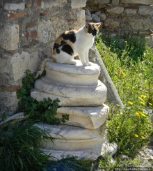 Альбом отзыва "Собачья жизнь в Афинах"