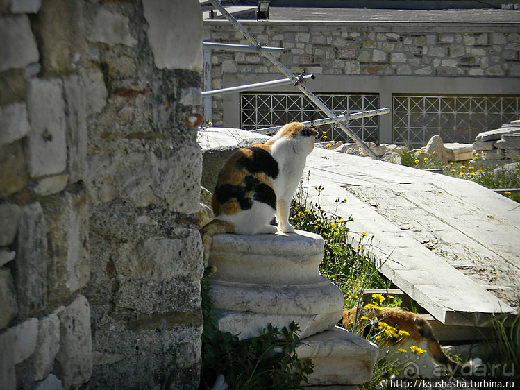 Альбом отзыва "Собачья жизнь в Афинах"