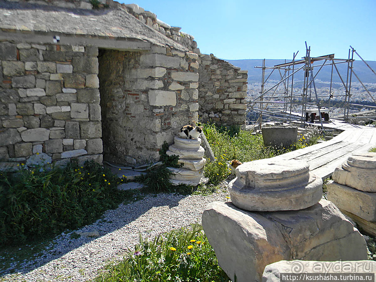 Альбом отзыва "Собачья жизнь в Афинах"