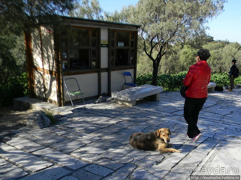 Альбом отзыва "Собачья жизнь в Афинах"