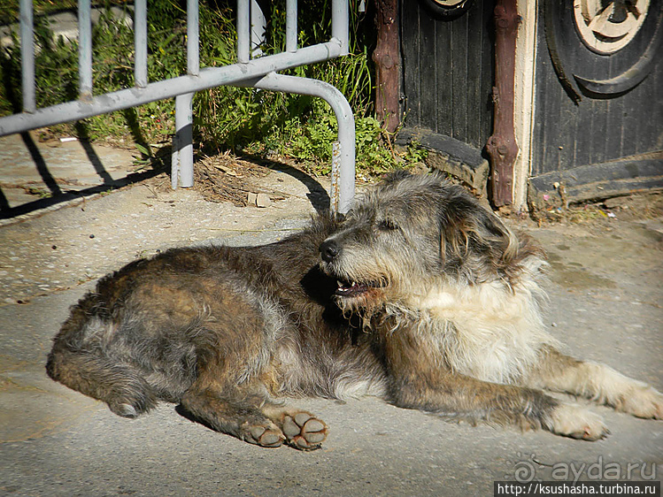 Собачья жизнь в Афинах