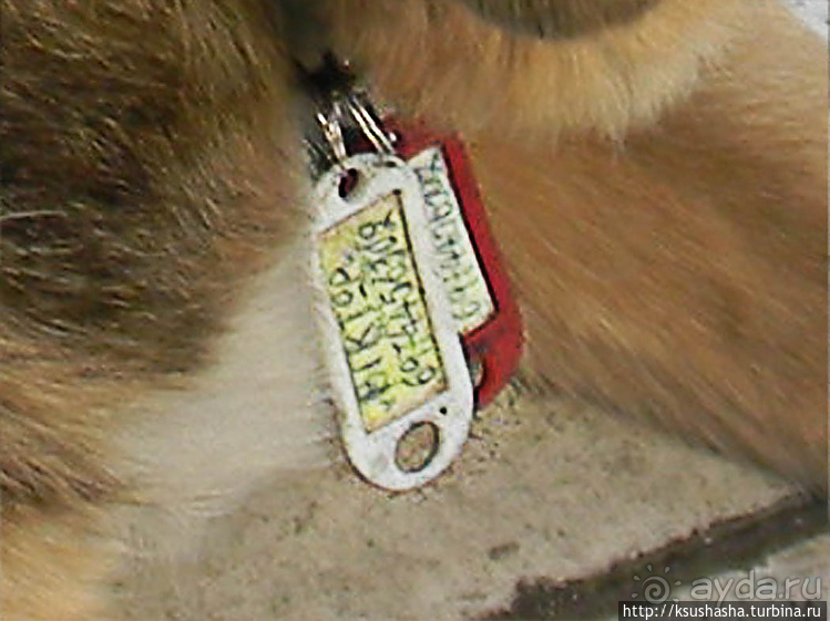 Собачья жизнь в Афинах