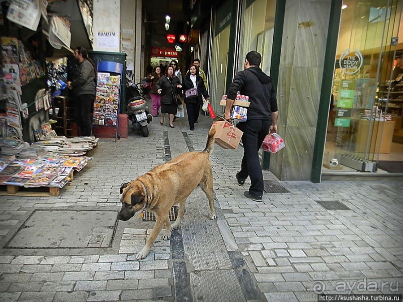 Собачья жизнь в Афинах