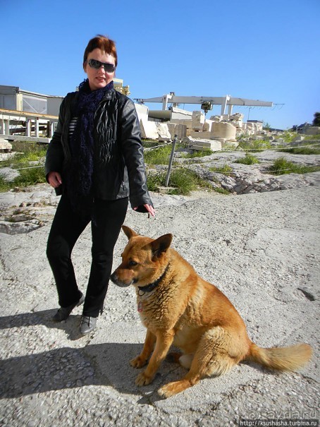 Собачья жизнь в Афинах
