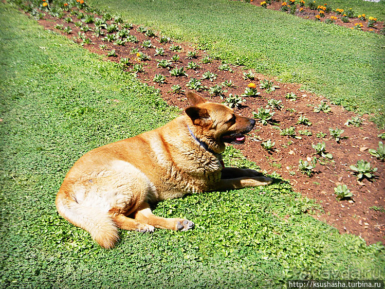 Собачья жизнь в Афинах