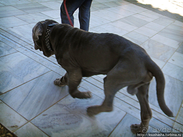 Собачья жизнь в Афинах