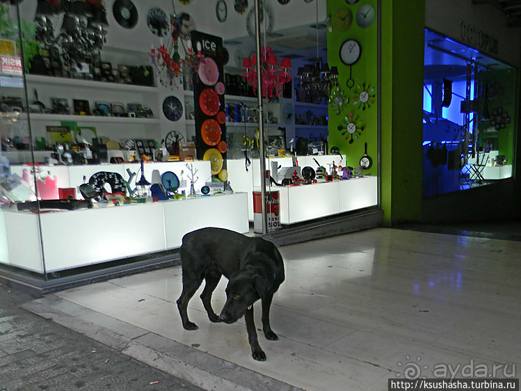 Собачья жизнь в Афинах