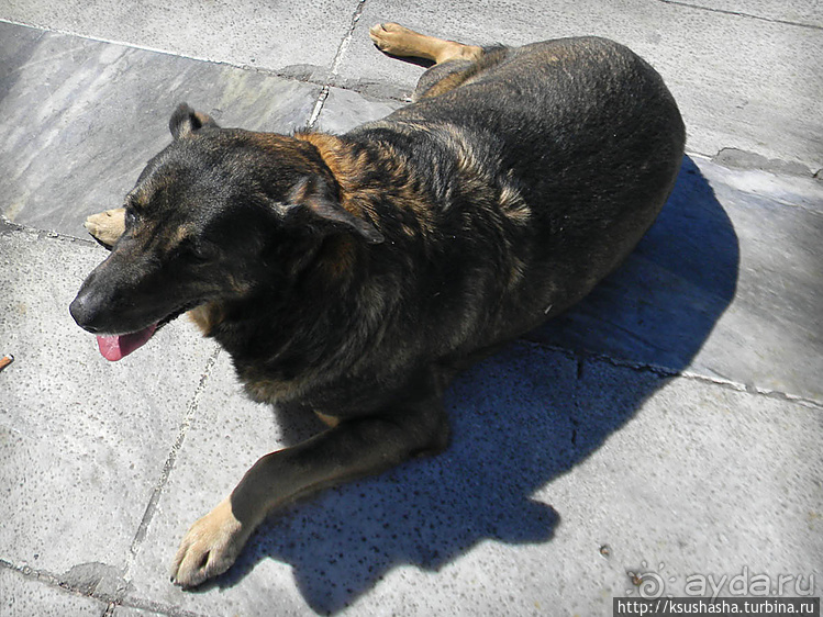 Собачья жизнь в Афинах