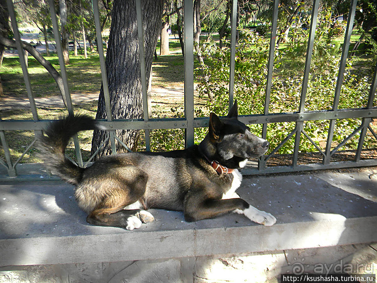 Собачья жизнь в Афинах