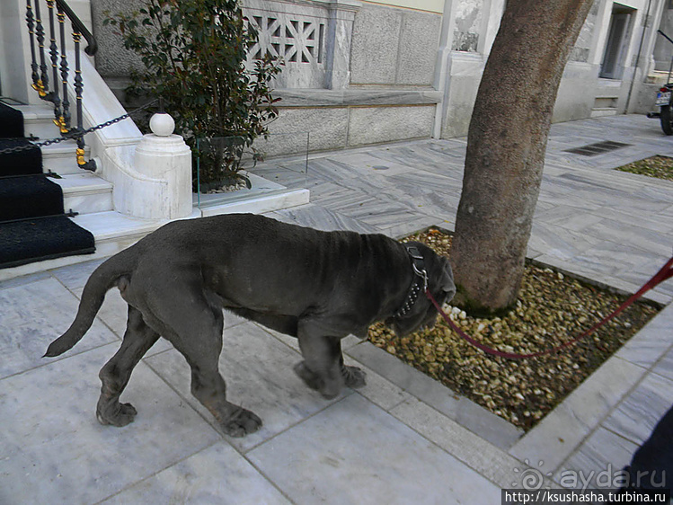 Собачья жизнь в Афинах