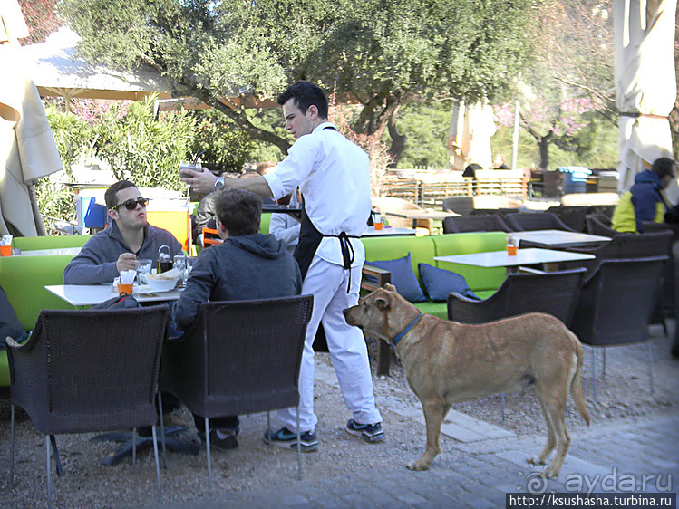 Собачья жизнь в Афинах