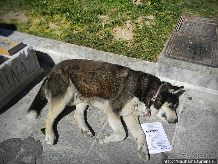 Собачья жизнь в Афинах