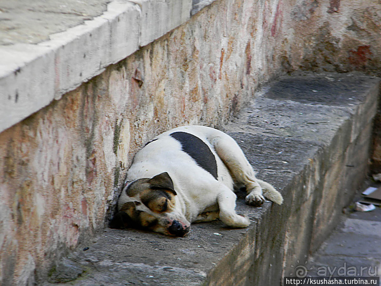 Собачья жизнь в Афинах