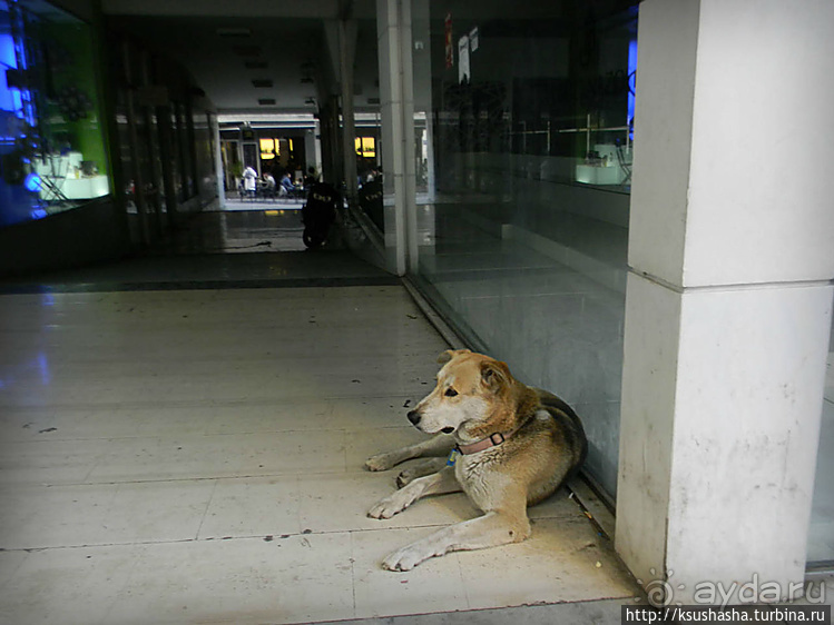 Собачья жизнь в Афинах