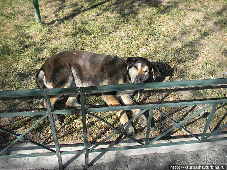Собачья жизнь в Афинах