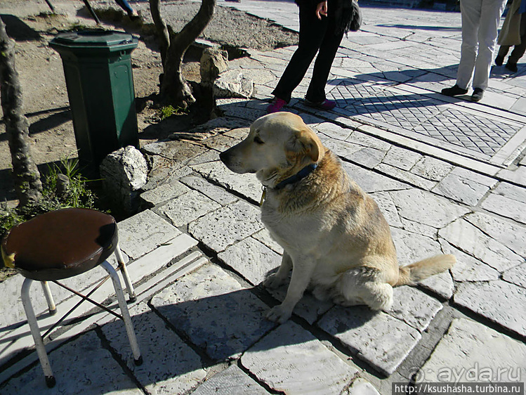 Собачья жизнь в Афинах