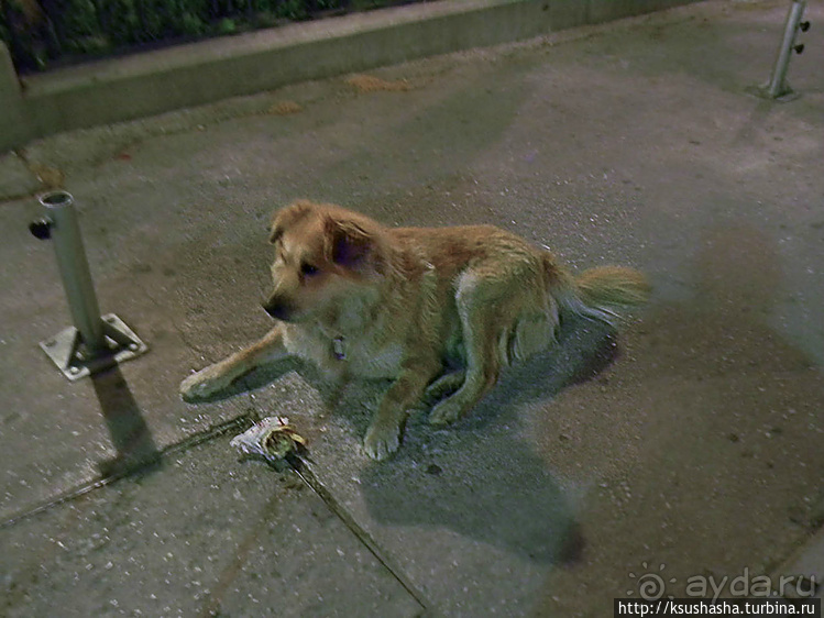 Собачья жизнь в Афинах