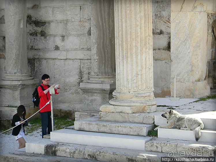 Собачья жизнь в Афинах