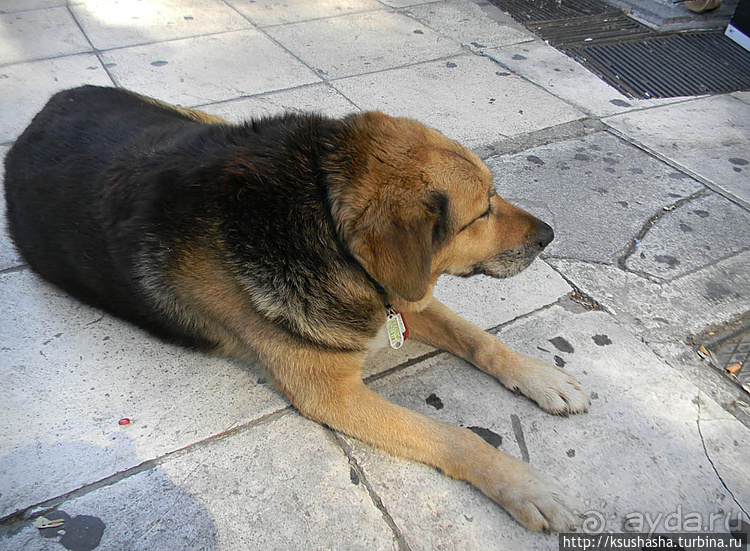 Собачья жизнь в Афинах