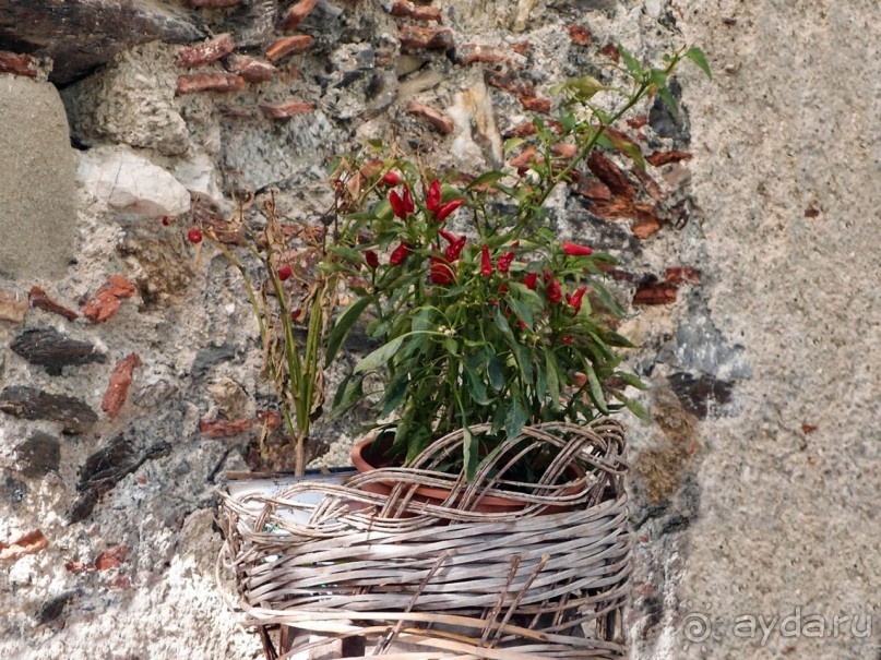 Киношная и подлинная, прекрасная Савока