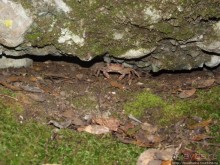 Последняя бабочка в долине Петалудес