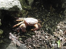 Последняя бабочка в долине Петалудес