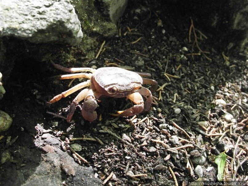 Последняя бабочка в долине Петалудес