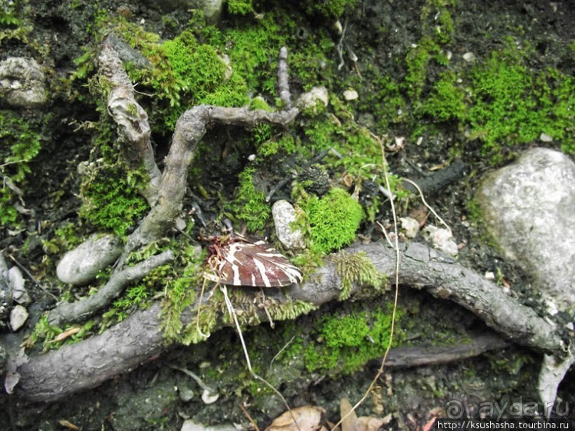 Последняя бабочка в долине Петалудес