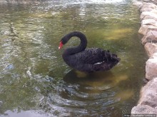 Ган Гуру — австралийский зоопарк в Израиле