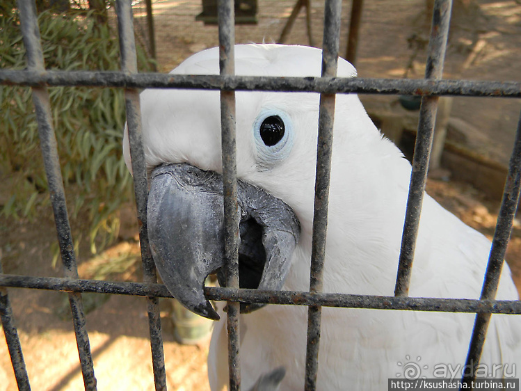 Ган Гуру — австралийский зоопарк в Израиле