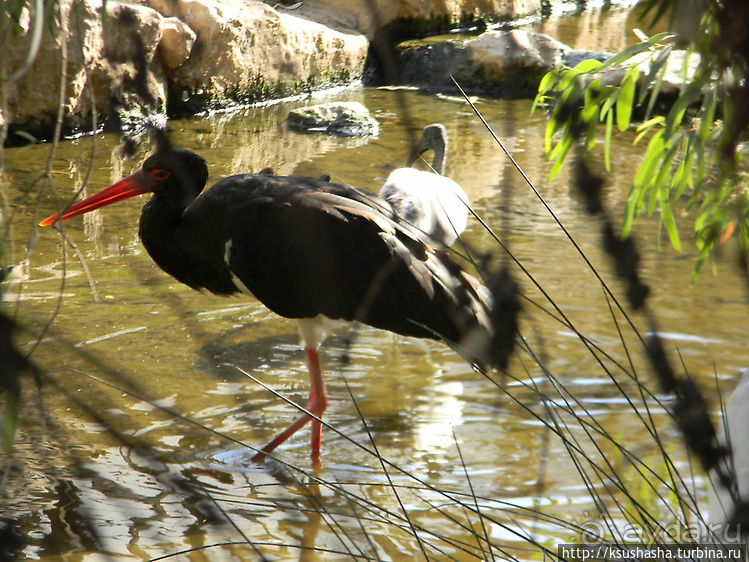Ган Гуру — австралийский зоопарк в Израиле