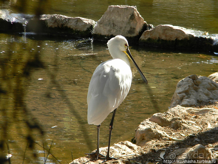 Ган Гуру — австралийский зоопарк в Израиле