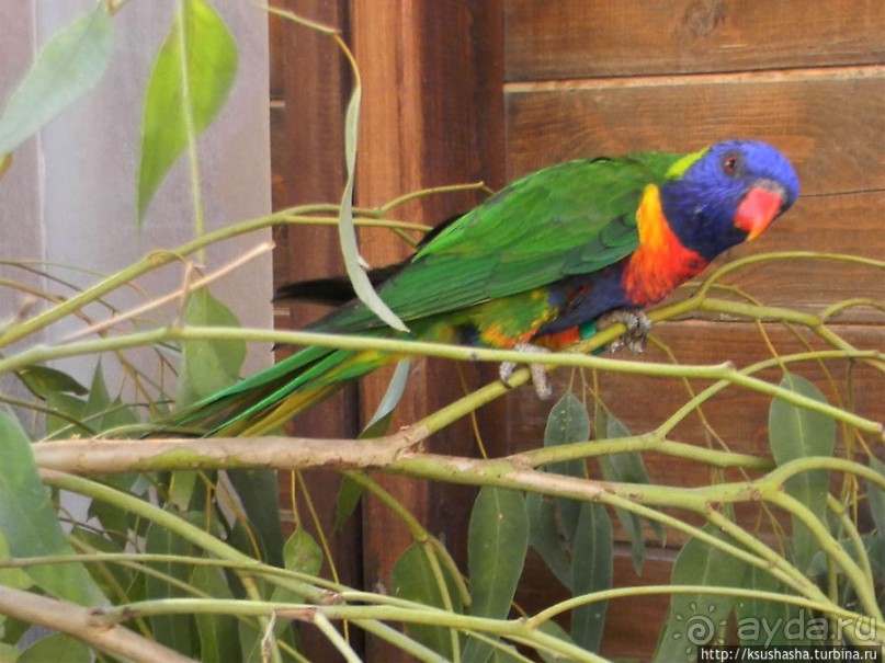 Ган Гуру — австралийский зоопарк в Израиле