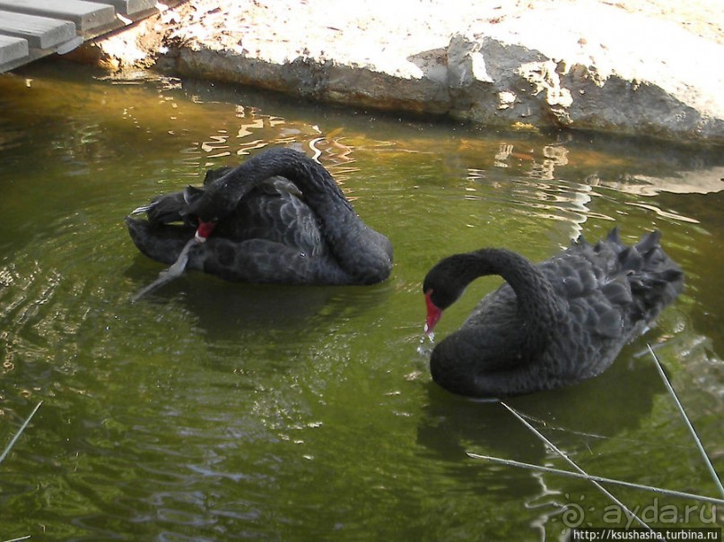Ган Гуру — австралийский зоопарк в Израиле