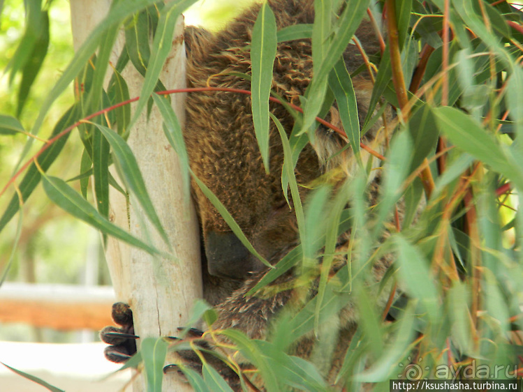 Ган Гуру — австралийский зоопарк в Израиле
