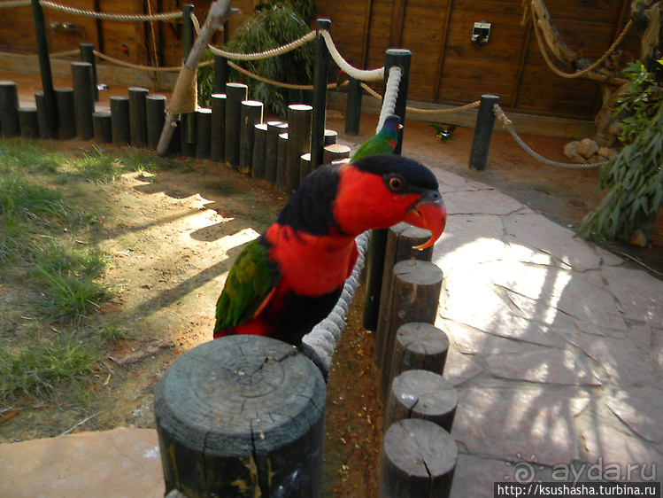 Ган Гуру — австралийский зоопарк в Израиле