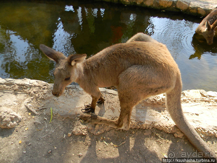 Ган Гуру — австралийский зоопарк в Израиле